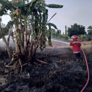 Lima Menit Kobaran Api Berhasil di Padamkan Petugas Damkar Dumai